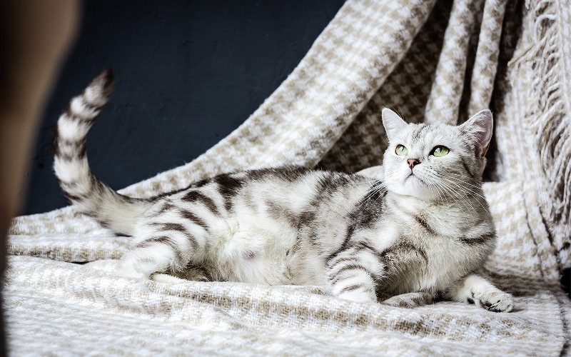 Wie man sich um eine trächtige Katze kümmert